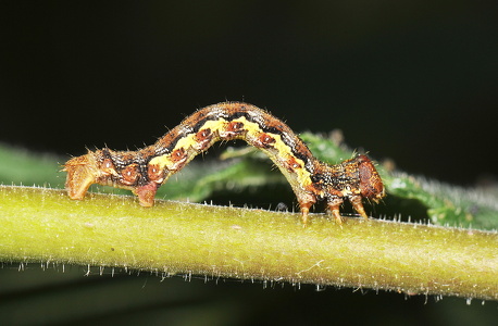 Stor Frostmåler (Erannis defoliaria)