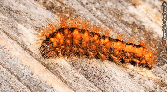 Guldlok-Pelsugle (Acronicta auricoma)