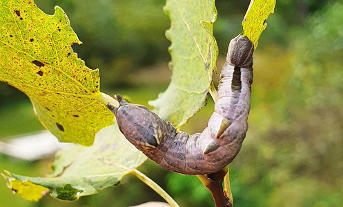 Zigzagspinder (Notodonta ziczac)