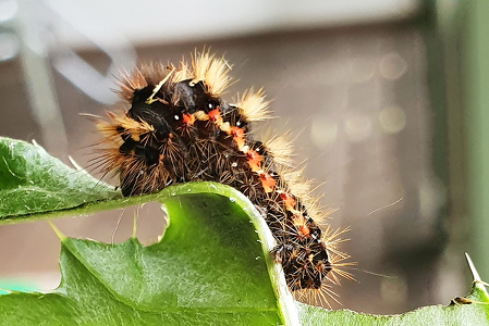 Syreugle (Acronicta rumicis)
