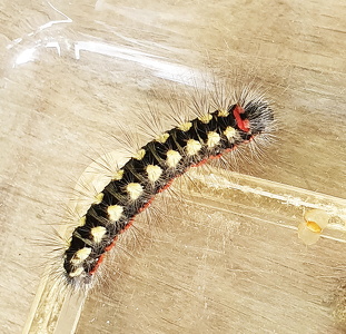  Vortemælk-pelsugle (Acronicta cinerea)