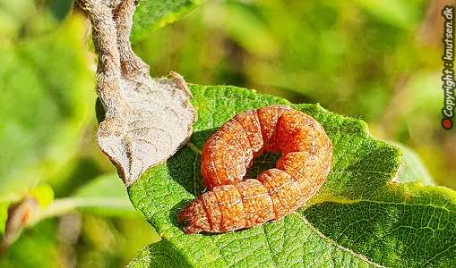 Grå Forårsugle (Orthosia gracilis)