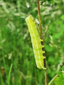 Agatugle (Phlogophora meticulosa)