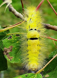Bøgenonne (Calliteara pudibunda)