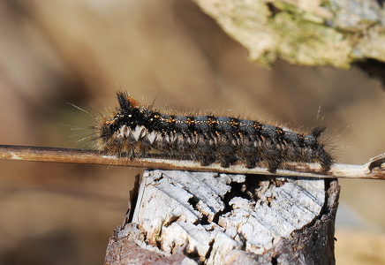 Græsspinder (Euthrix potatoria)