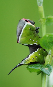 Hermelinskåbe (Cerura vinula)