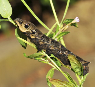 Dueurtsværmer (Deilephila elpenor)