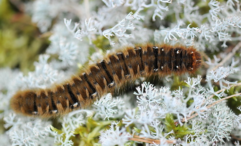Egespinder (Lasiocampa quercus)
