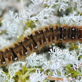 Egespinder (Lasiocampa quercus)