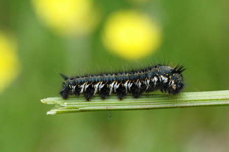 Græsspinder (Euthrix potatoria)