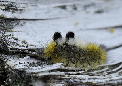 Hedenonne (Dicallomera fascelina)