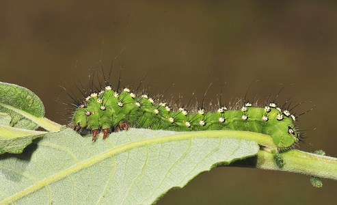 Lille Natpåfugleøje (Saturnia pavonia)