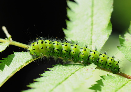 Lille Natpåfugleøje (Saturnia pavonia)