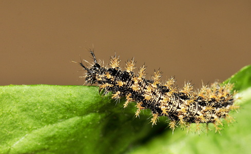Nældesommerfuglen (Lymantria dispar)