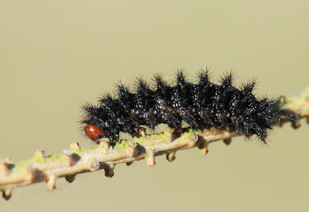 Okkergul pletvinge (Melitaea cinxia)