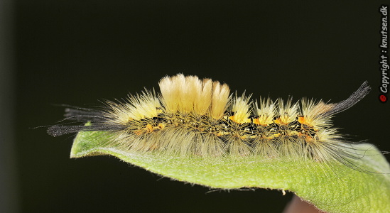  Pragtpenselspinder (Orgyia recens)