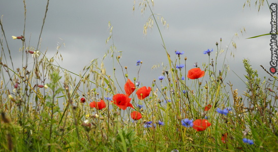vilde blomster i grøftekanten
