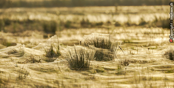 Spindelvæv i græsset
