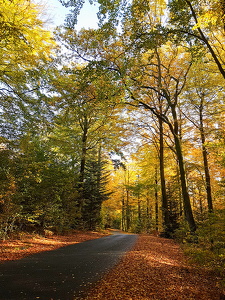 Bøgeskov - Landskab