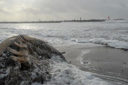 Hvalskelet  - Thorsminde