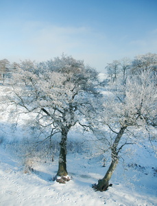 Landskabmed rimfrost