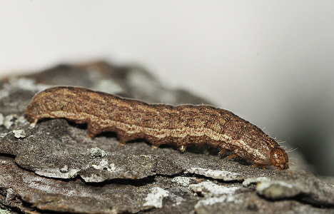  Gul Båndugle (Noctua fimbriata)