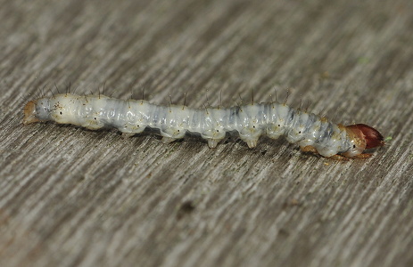 Konvalrodæder (Korscheltellus lupulina)