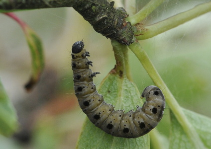 Rønnespindemøl (Yponomeuta padella)
