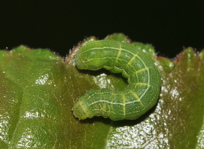 Gotisk Forårsugle (Orthosia gothica)
