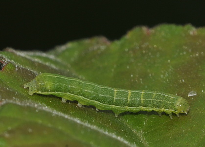 Gotisk Forårsugle (Orthosia gothica)
