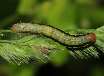 Sneppe stængelugle (Apamea scolopacina)