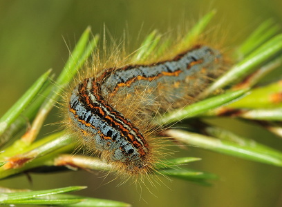 Strandringspinder (Malacosoma castrensi)