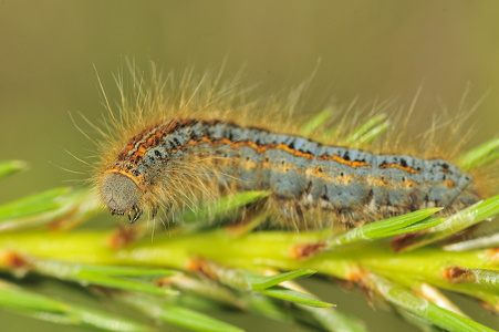 Strandringspinder (Malacosoma castrensi)