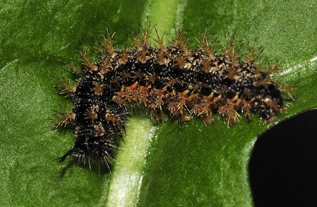 Nældesommerfugl (Araschnia levana)