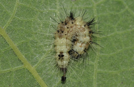 Snehare (Acronicta leporina)