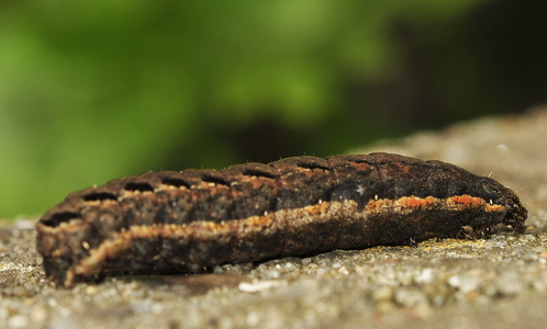 Mørk skræppeugle (Dypterygia scabriuscula)