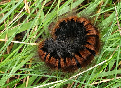Brombærspinder (Macrothylacia rubi)
