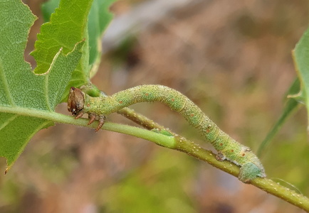 Birkemåler (Biston betularia)