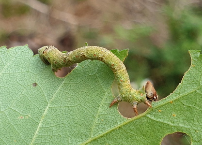 Birkemåler (Biston betularia)