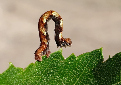 Birke-bæltemåler (Cyclophora albipunctata)