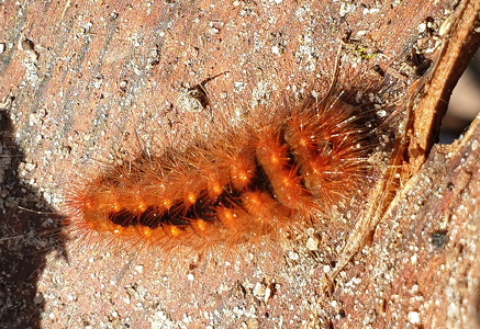 Grå Tigerspinder (Diaphora mendica)