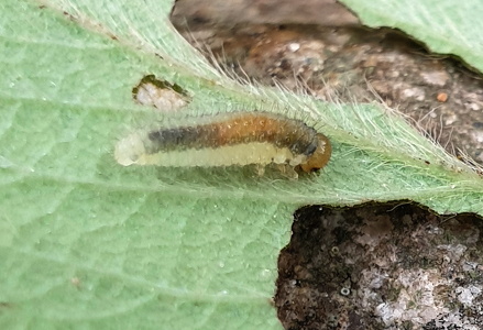 Cladius pectinicornis