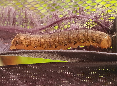 Gul Båndugle (Noctua fimbriata)