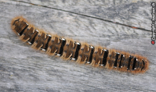 Egespinder (Lasiocampa quercus)