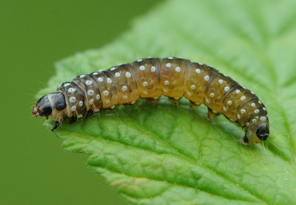 Timothevikler (Zelotherses paleana)