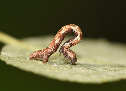 Birke-bæltemåler (Cyclophora albipunctata)