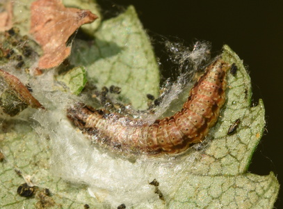 Ellehalvmøl (Cryptoblabes bistriga)