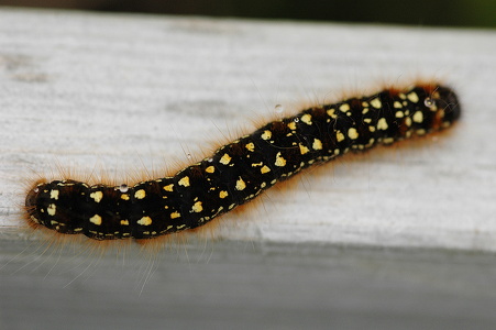 Eriogaster arbusculae