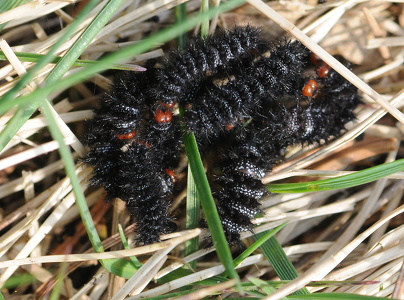 Okkergul Pletvinge (Melitaea cinxia)