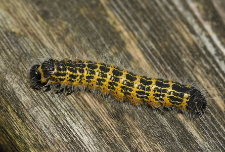 Måneplet (Phalera bucephala)